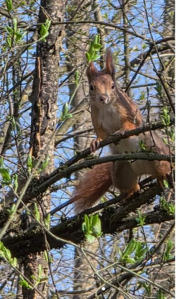 Squirrel in a spring tree